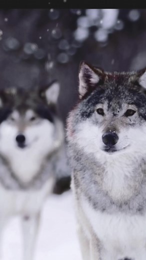 The Code of Honor and Protection - Stand Behind and Protect