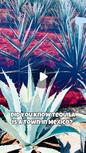 SunnyOnScene - Wine, Spirits, Food, Travel Lux Lifestyle | Have you ever been to Tequila, Mexico? Yes, there’s a town in Mexico called Tequila! Like champagne can only come from the region of... |… | Sunny Fraser, M.S., LMHC