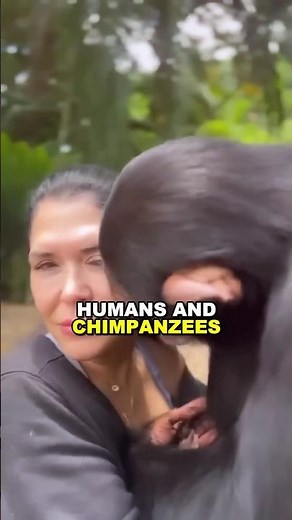 Skull Twins, Life Goals: How Humans & Chimps Differ 🧠🐒 #animals #science #facts