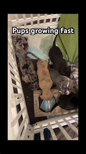You Won’t Believe How Fast They’re Growing 👀🐾