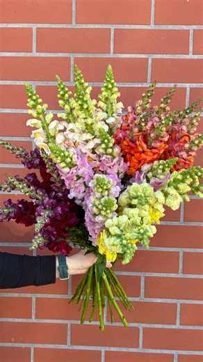 Weekend blooms that POP! Colourful Snapdragons are on special from today until Sunday in all @freshstems.adl stores, only $18 per bunch! | Tony & Mark's