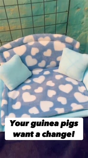 Creative Valentine’s Day Guinea Pig Setup Ideas