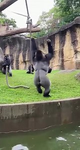 This zoo moment turns hilarious in seconds 😂🦍 A gorilla swings happily on a rope above a pond, laughing loudly… until the rope suddenly snaps 😱💦 He drops straight into the water, pops back up still laughing, while other gorillas crack up in the background 🤣 If you love funny gorilla shorts, zoo fails, and slapstick animal comedy, watch till the end 👀🔥 #gorilla #funnygorilla #gorillaprank #gorillareaction #gorillatagfun #animalfails #zoo #animalshorts #viralshorts #ytshorts #wildlifecomedy
