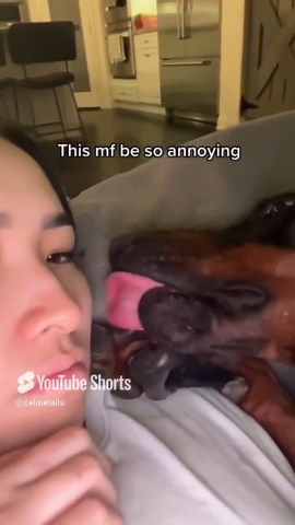 One energetic Doberman drives its owner absolutely crazy every day