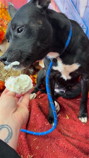 October is Adopt a Shelter Dog Month! All month long, we’ve been celebrating by sharing Treats for the Forgotten — special goodies for dogs like Nova, who came to our shelter under difficult circumstances. Nova is still waiting for her forever home, and a little kindness can make a big difference in her day. Please consider sending Nova a special treat to brighten her lonely days here at the shelter. Every gesture of love reminds our dogs that they’re not forgotten. ❤️🐾 | Jefferson County Human