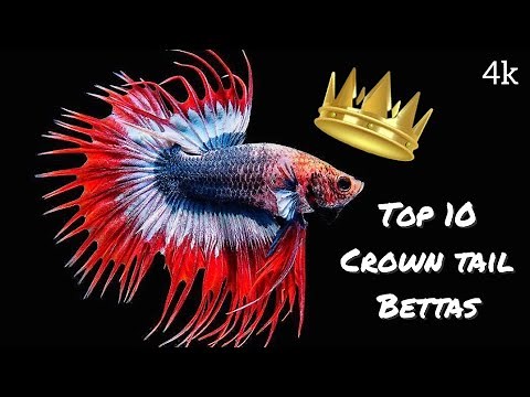 Top 10 Crown Tail betta fish varieties that will amaze you 😳😍