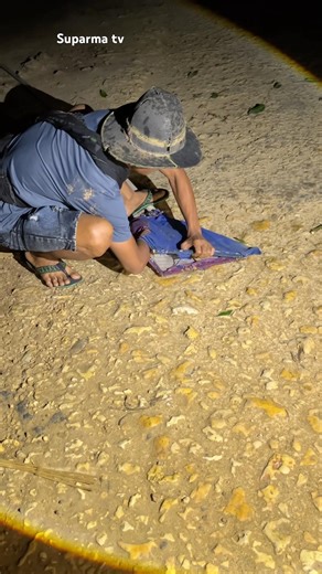 catch birds in the tree