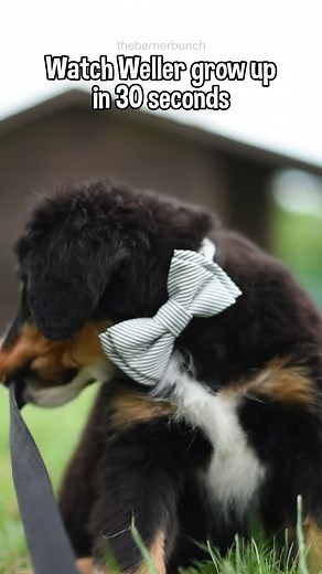 18 lbs → 85lbs 💜 #thebernerbunch #bernesemountaindog #berner #bernese #bernesepuppy #puppy #puppygrowth #growup #glowup #puppygram #cutepuppy #bernerpuppy #doglover #ajr #WorldsSmallestViolin | The Berner Bunch