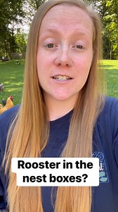 Rooster in the nest boxes? Here’s why! #backyardchickens #crazychickenlady #chickens #chicken #poultry | Hannah Easton