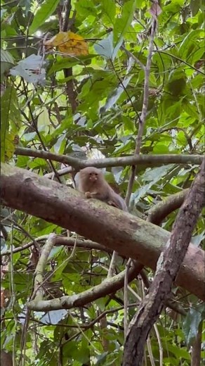The Tiny Pygmy Marmoset