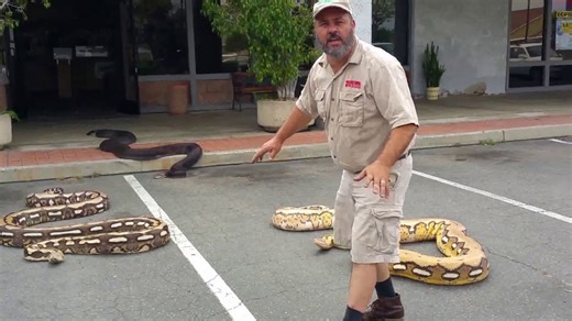 Giant snakes on the loose