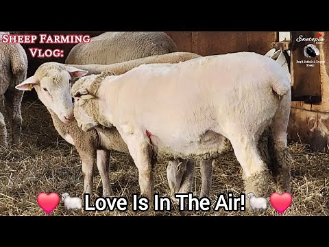 🐑Sheep Breeding: Introducing Rams To Ewes🐑