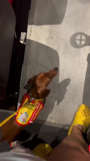 3_pairs_of_big_ears (@chef_dumbo_et_bambi)’s videos with FEEL THE GROOVE - Queens Road, Fabian Graetz