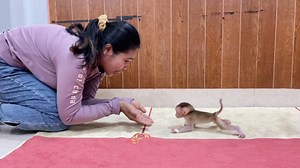 4.8K views · 167 reactions | Wow wow World Tiniest Baby Monkey Learn To Walk Through Mommy | Lovely Monkey ChiChi | Facebook