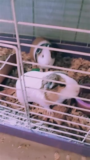 baby alive<3 on TikTok