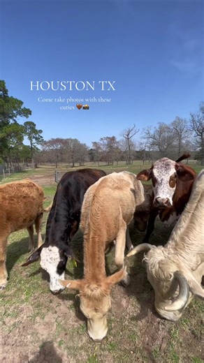 Capturing the Essence of Country Life in Houston