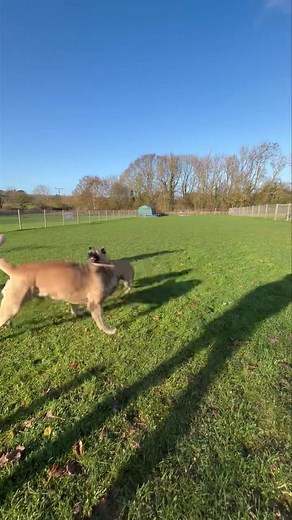 39K views · 947 reactions | English mastiff vs Bullmastiff! It’s not...