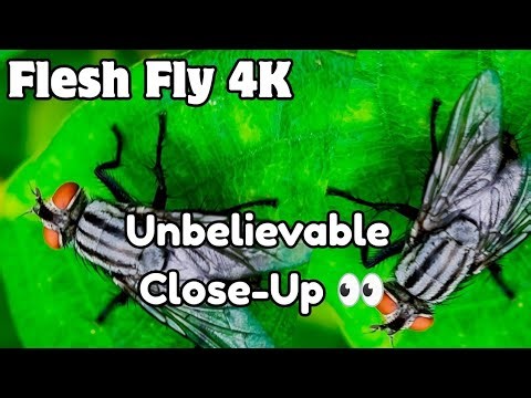Flesh Fly Up Close 🪰 | Rare Macro in 4K