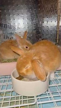 Adorable Baby Bunny Show 🐰 | Cute Holland Lop Ear Bunny Moments 🥕💖