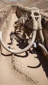 16 reactions | Unearthing a giant mammoth frozen in time 念#MammothDiscovery #archaeologylovers #ancientworld | Ancient History and Archaeology | Facebook