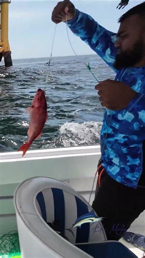 Vermillion Reds and Grouper on the Blue Marlin Tackle Pre Rigged Deep Drop Rigs
