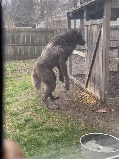 Strange Creature Encounter Near Chicken Coop