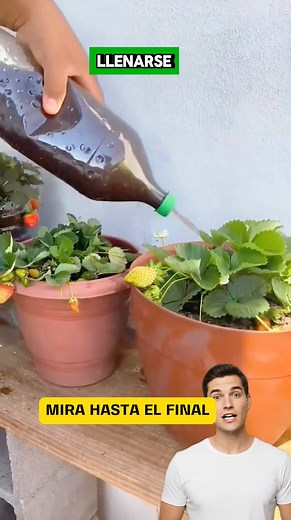 🥚🍌 ¿Sabías que puedes crear un abono casero súper potente usando solo ingredientes naturales? 🌱 En este video aprenderás cómo preparar un fertilizante hecho con 10 cáscaras de huevo, 3 cáscaras de plátano y un poco de café usado. Esta mezcla está llena de calcio, potasio y minerales esenciales que estimulan la floración y fortalecen las raíces de tus plantas. 🌸 Solo licúa todos los ingredientes, agrega agua y riega tus plantas con esta solución una vez al mes. Verás cómo comienzan a florecer