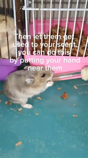 How to take a new hamster 🐹🐹🐹 #hamster #cute #pets #education #educational #hamsters #information