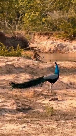 🐆 Wild moments in Yala National Park! We were so lucky to spot this beautiful leopard in the wild 🇱🇰✨ #YalaNationalPark #SriLankaWildlife #Leopard #WildAdventure #TourSriLankaEyeBird | Tour Sri Lanka Eye Bird