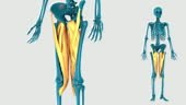 3D HUMAN MUSCLE ATLAS