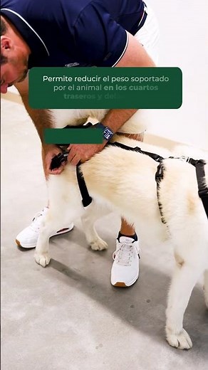 Producto del día: arnés canino integral de Ortocanis