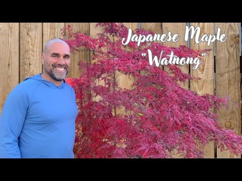 Watnong Japanese Maple: Fall Color and Unique Shape