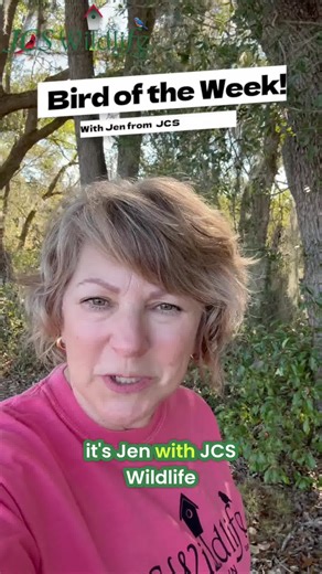 Bird of the Week: The Red-Bellied Woodpecker ❤️🐦 Not to be confused with the Red-Headed Woodpecker! This one has a red head… but the “red belly” is actually a faint wash lower on the belly. They’re non-migratory and mate for life! So if they choose your yard, feed what they love, and they’ll keep coming back. 🪶 Follow JCS Wildlife for more Bird of the Week features and backyard tips 🐦 Do you have Red-Bellied Woodpeckers in your yard? ❤️ #JCSWildlife #Birdhouses #BirdFeeders #BackyardBirds #Bi