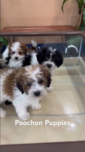 Adorable Poochon puppy – a delightful blend of Poodle sure to bring joy and warmth to your home! 🐾