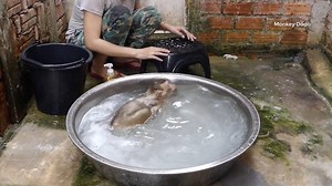 Dodo Can Swim & Diving Like Dolphin _ Dodo Can Swim All Situation 3 | Monkey Dodo