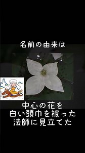 30秒植物紹介【ヤマボウシ】