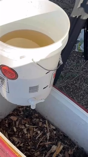 2.7K views · 338 reactions | Record setting temps with three days over 80 deg around Christmas. Bees are flying burning up their food stores. I had about four gallons of 2:1 syrup with HiveAlive, so I figured I’d let them have it so they would at least fly back with something. #beekeeping #hivealive #beekeepers #beekeeperslife | Jerome Bee Farm | Facebook