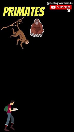 Who are called Primates? #primates @biologyexams4u