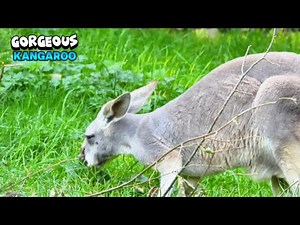 Kangaroo Eating a Lot of Grass