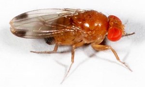Drosophila suzukii - Alchetron, The Free Social Encyclopedia