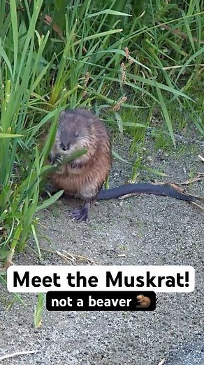 A Close-Up Look at a Muskrat in Its Natural Habitat #cuteanimals #wildlife
