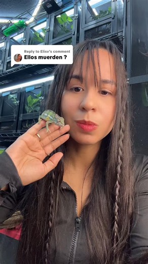 Chameleons on Wheels - Panther Chameleons on Instagram: "They don’t usually like being handled too much, so it’s important to pay attention to their signals. Watch their color changes, hissing, or puffing up, these are ways they tell you they’re uncomfortable. Always handle them gently and with care to keep them happy and stress-free! #reptile #pantherchameleon #reptiles #chameleon #exoticanimals #chameleonsonwheels #reptilekeeper"