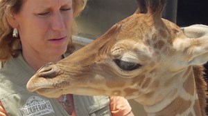 Watch rare twin giraffes