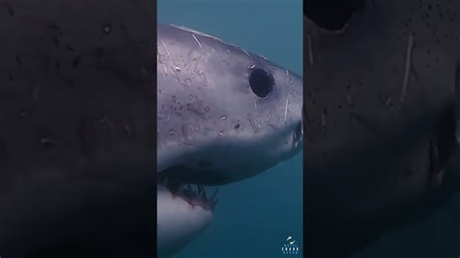 Big Great White Shark Brushes Past #shorts