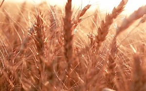 fraction正确拼写