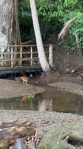 How many great curassow can you see? 🌿 | Playa Cativo
