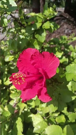 Flower's🌼🌺🌸🏵️#garden #gardening #flowers #farm #flowerplant #flowergarden #beautifulflowers #nature