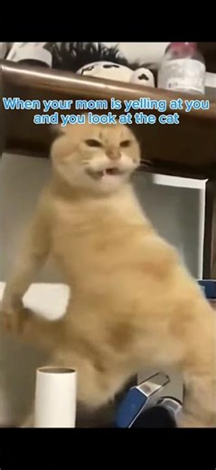 Im dieing noww!!!#funny #cat