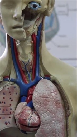 Why Your Right Kidney Sits Higher — The Weird Anatomy Fact You Never Knew!