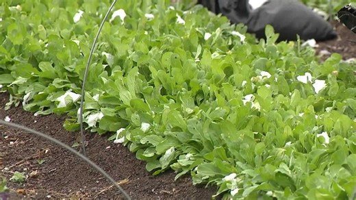 Farmers race to adapt as late spring snow brings both opportunity and risk